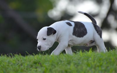 American Staffordshire Terrier, chiens, chiot, de l'herbe