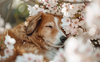 golden retriever, printemps, labrador, fleur de cerisier, chiens mignons, labrador endormi, fleurs de printemps, chiens