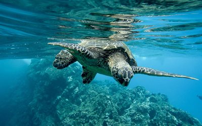 turtle underwater, ocean, Testudines, Green sea turtle, green turtle, black sea turtle, underwater, turtles