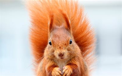 squirrel, blur, muzzle, fluffy tail
