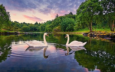 Norway, lake, swans, park, evening landscape