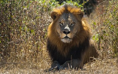 il leone, re degli animali, predatori, la fauna selvatica