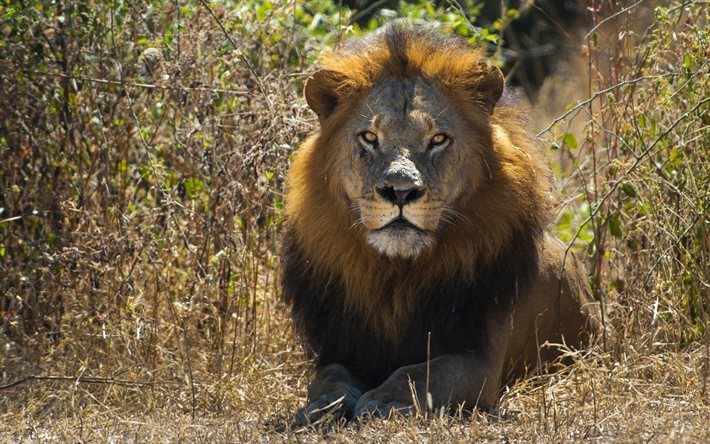 शेर, जानवरों, शिकारियों, वन्य जीवन