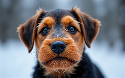 cachorro airedale terrier, 4k, animales lindos, invierno, bokeh, cachorros, bosque, perros, bozal, terrier airedale, mascotas, perro en el bosque, perro airedale terrier