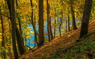otoño, río azul, bosque, árboles