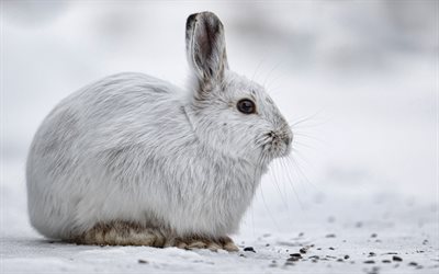 white hare, snow, winter, forest, hares, wild animals, wildlife, forest animals, hare in the snow