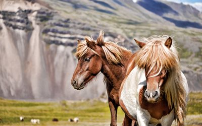 cheval clydesdale, chevaux bruns, chevaux écossais, lanarkshire, écosse, montagnes, les chevaux