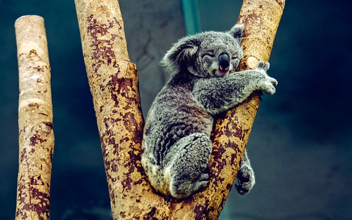 koala oksalla, pieni koala, söpöjä eläimiä, nukkuva koala, pussieläimiä, australia, villieläimiä, koalat