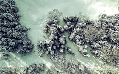snowy forest, aerial view, winter, snow, snowy trees, winter landscape, snowy pines