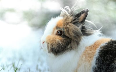 conejo blanco marrón negro, animales bonitos, conejos, conejito, conejo esponjoso, invierno, nieve, lindo conejo