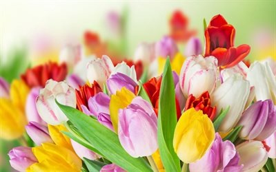 tulipas multicoloridas, primavera, borrão, buquê, tulipas