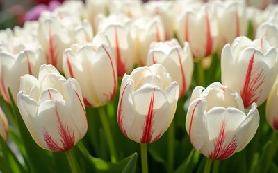 White tulips with pink veins, 4K, spring flowers, white tulips, tulip bouquet, tulip background, beautiful white flowers, tulips