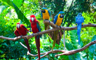 parrots, Ara, branches, birds
