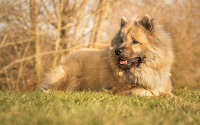 dog, Canis lupus familiaris, Eurasier, companion dog