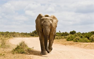 elephant, Africa, the road, big elephant