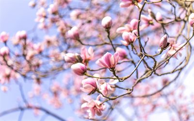 fiori di ciliegio, sakura, primavera, ciliegia, fiori di ciliegio rosa, cielo blu, fiori primaverili rosa