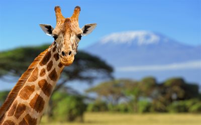 giraff, afrika, sommar, vilda djur