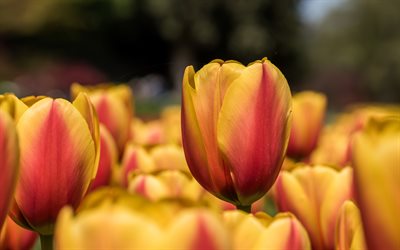 gelbe tulpen, 4k, nahaufnahme, frühlingsblumen, tulpefeld, schöne blumen, tulpen, gelbe blüten, frühling, hintergrund mit tulpen