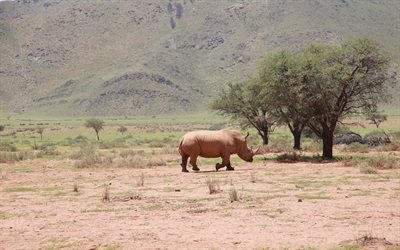 noshörning, öken, afrika, vilda djur