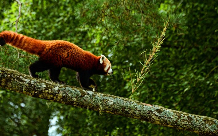 panda vermelho, 4k, hdr, kolmarden wildlife park, ailurus fulgens, animais fofos, suécia, menor panda, mamíferos