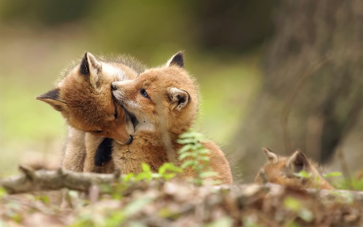 fox, el bosque, las zorras pequeñas, los depredadores, los jóvenes fox
