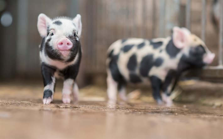 porcos, fazenda, porcos fofos, porcos domésticos, animais fofos, porcos pequenos