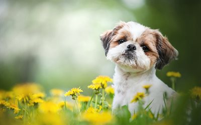 Shih Tzu, summer, fluffy dog, bokeh, pets, cute animals, dogs, Shih tzu Dog