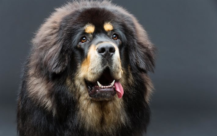 mastino tibetano, 4k, cane peloso, animali domestici, bokeh, cani di grossa taglia, cane mastino tibetano, cani
