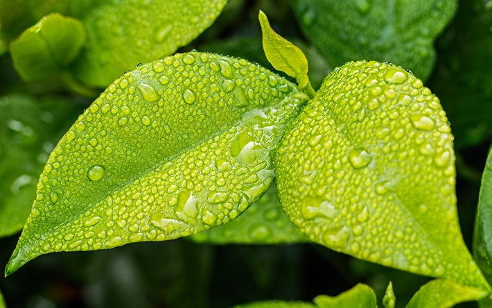 green leaves, 4k, dew, water drops