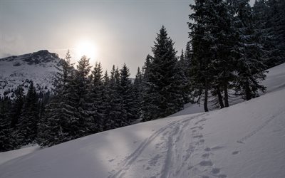 hiver, neige, forêt, arbres, paysage