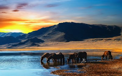 horse, river, hills, sunset, watering
