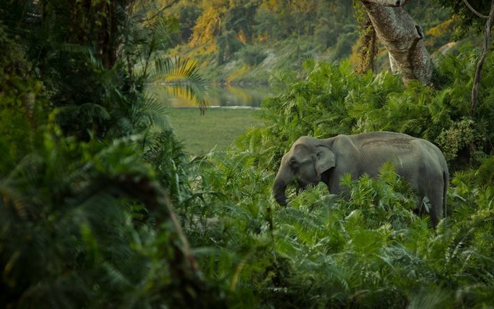 elephant, jungle, river, wildlife