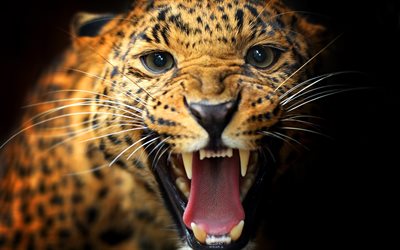 leopard, arrabbiato, delle mascelle, denti da predatore