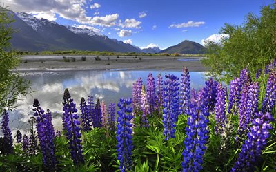 lupins, गर्मी, बादलों, पहाड़ों, नीले आसमान, न्यूजीलैंड
