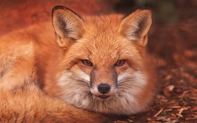 fox, la volpe rossa, predatore