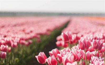 tulipas cor de rosa, primavera, campo de tulipas, flores cor de rosa