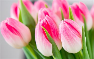 4k, tulipes roses, gros plan, fleurs de printemps, bouquet de tulipes, belles fleurs, bouquet rose, cadres floraux, macro, tulipes, bouquet des mariées, printemps, contexte avec tulipes