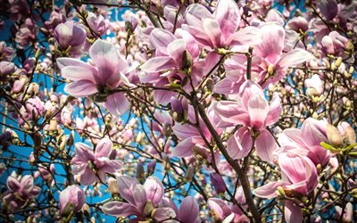 magnólia, sakura, primavera, flores cor de rosa