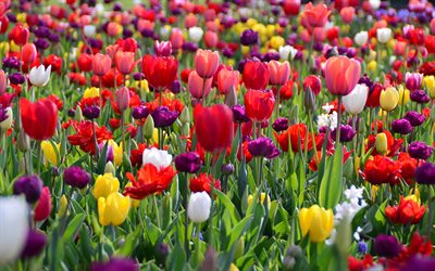 tulips, red, yellow, purple, white, field