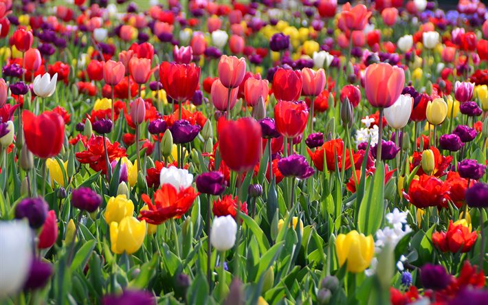 tulipas, vermelho, amarelo, roxo, branco, campo