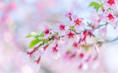 sakura, primavera, flores de cerejeira, flores da primavera
