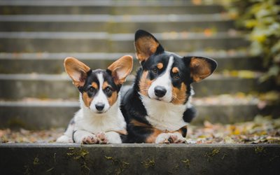 strickjacken walisischer corgi, süße hunde, haustiere, corgi, freundliche hunde, paar corgis
