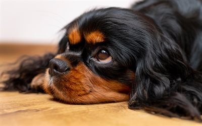 king charles spaniel, 4k, cani, animali domestici, animali carini, spaniel giocattolo inglese, cane nero, spaniels, king charles spaniels, spaniel di giocattoli inglesi