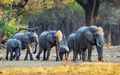elephants, Africa, evening, sunset, gray elephants, wildlife, wild animals, baby elephant, elephant family