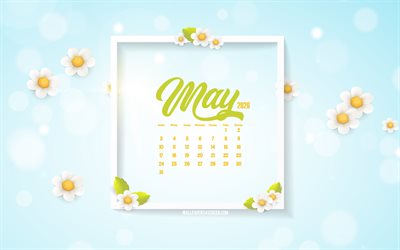 calendario di maggio 2026, 4k, sfondi primaverili, margherite, concetti del 2026, maggio, sfondo con margherite, calendario maggio 2026