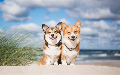 walisischer corgi, süße hunde, corgi, freundschaftskonzepte, corgwn, süßer corgi, hunde, pembroke welsh corgi
