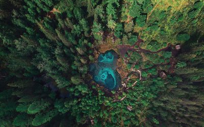 lake in the forest, view from above, aerial view, beautiful lake, green forest, lake, treetops