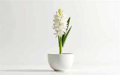 4k, giacinto bianco in pentola, sfondo bianco, giacinto bianco, fiori 3d, 3d hyacinth, bouquet hyacinth, fiori bianchi, giacinto, sfondo con giacinto bianco, giacinto bianco 3d