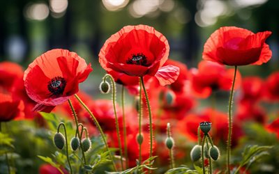 poppies, 4k, summer flowers, close-up, meadow, poppy field, red flowers, summer, beautiful flowers, background with poppies