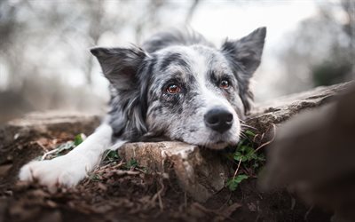 オーストラリアの羊飼い, オーストラリア, 犬, 黒と白のオーストラリアの羊飼い, かわいい動物, ペット, ボケ